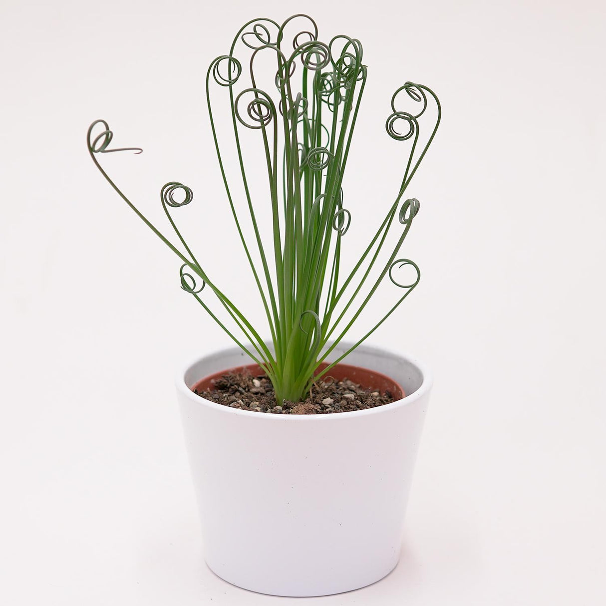 Albuca spiralis Fizzle Sizzle - 10.5cm