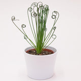 Albuca spiralis Fizzle Sizzle - 10.5cm