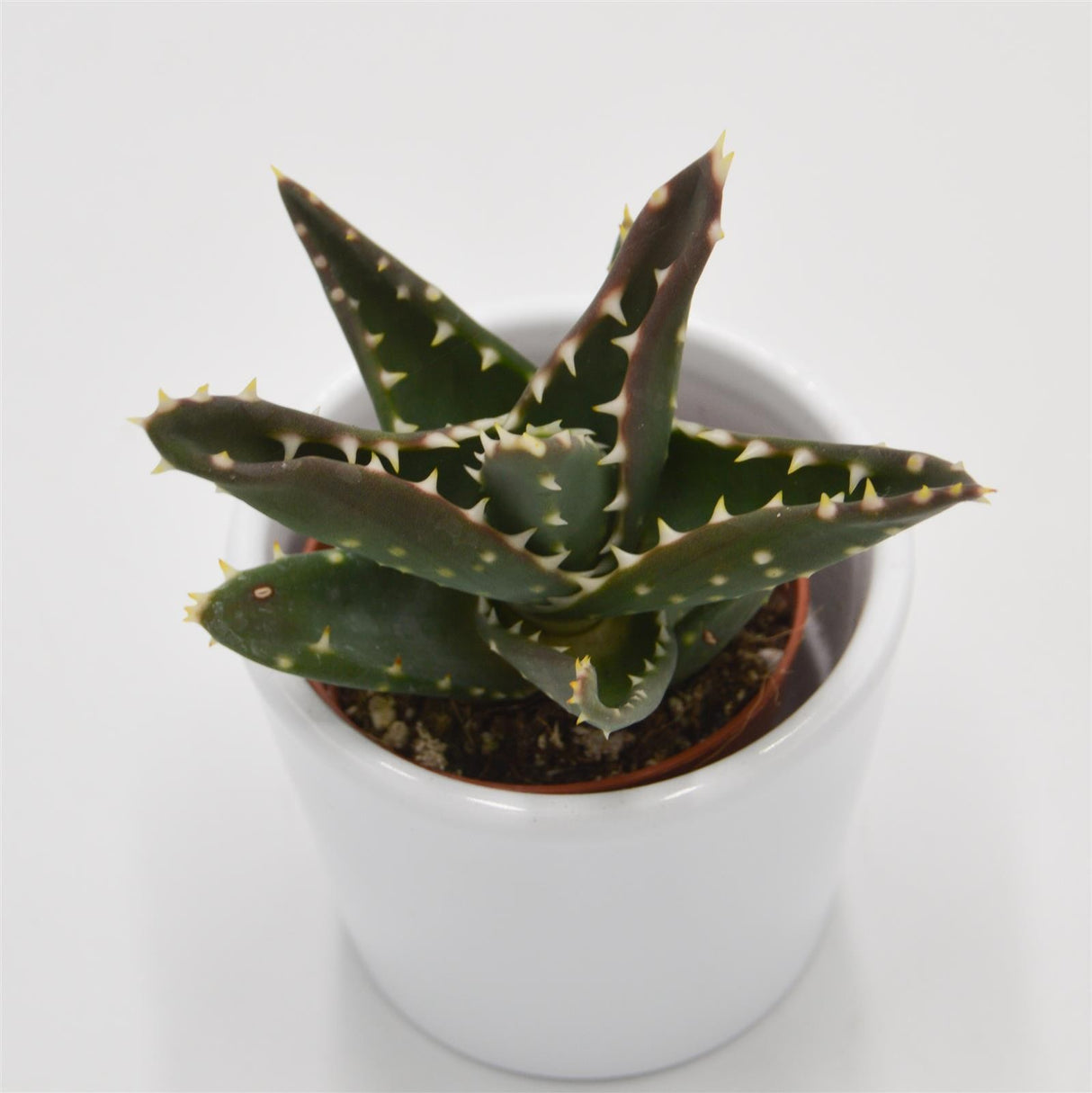 Aloe mitriformis - 5.5cm