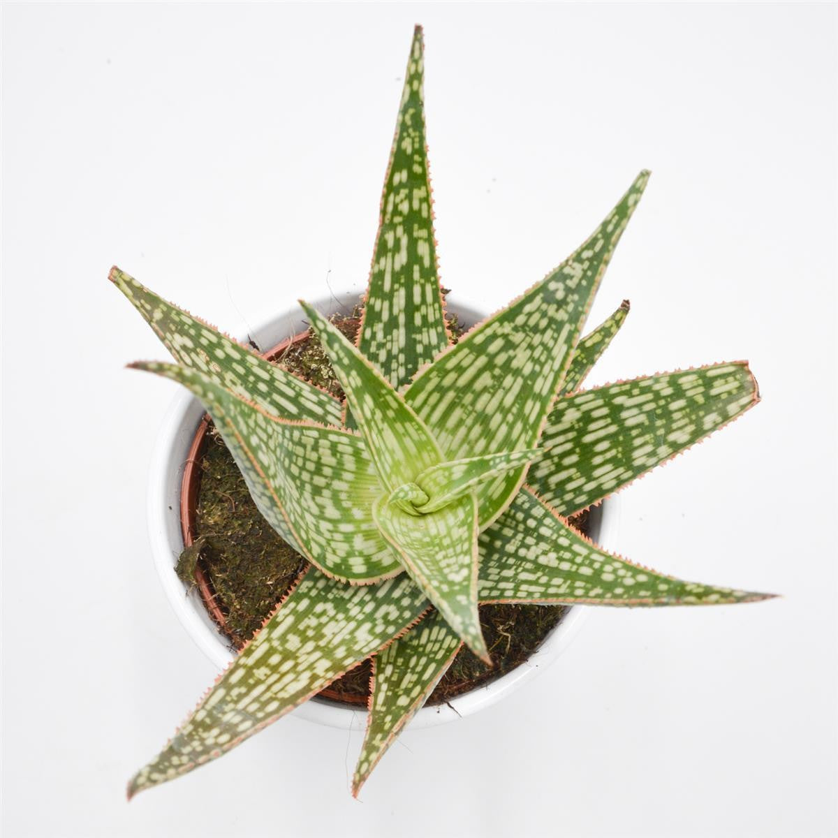 Aloe Carola - 10.5cm