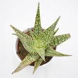 Aloe Carola - 10.5cm