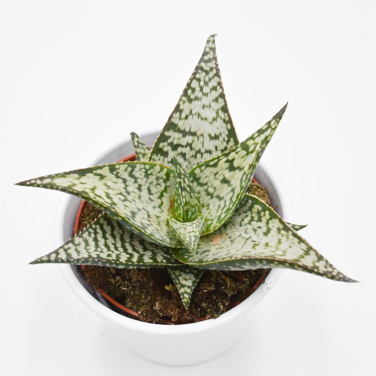 Aloe aculeata Wilderness - 10.5cm