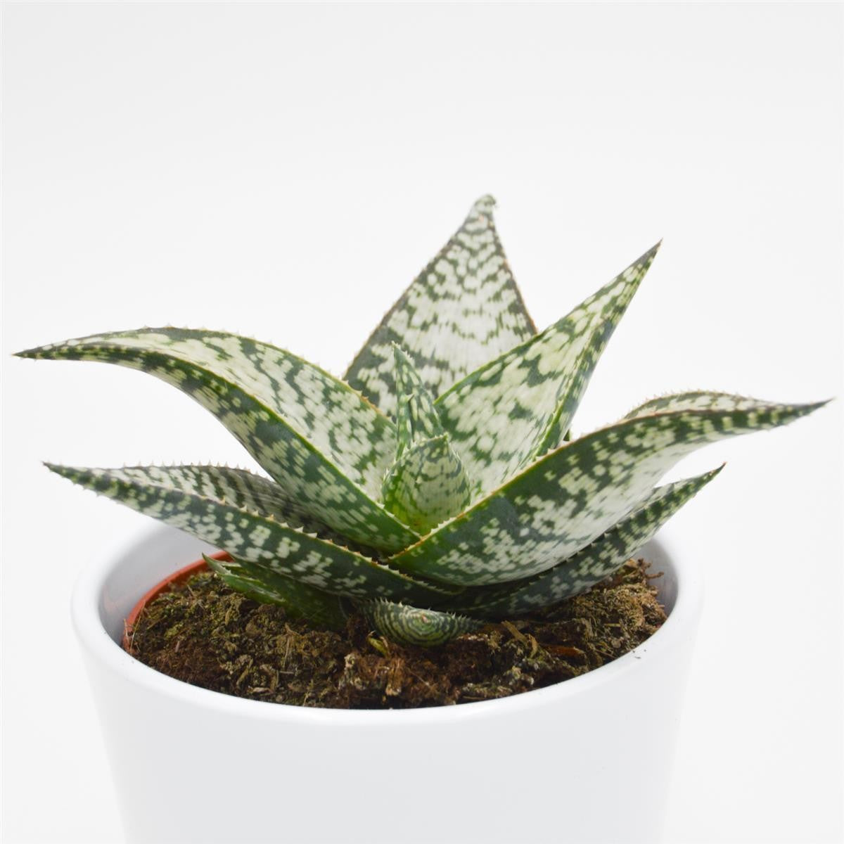 Aloe aculeata Wilderness - 10.5cm