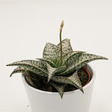 Aloe aculeata Wilderness - 10.5cm