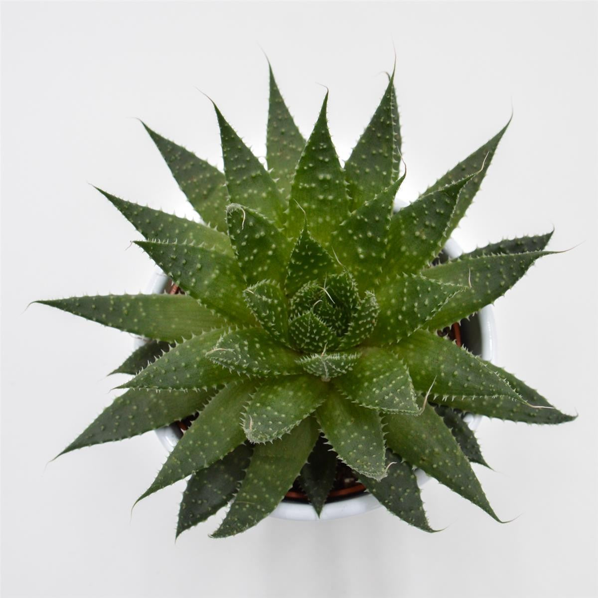 Aloe Akila - 10.5cm