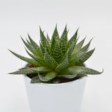 Aloe Akila - 10.5cm