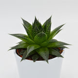Aloe Ami - 10.5cm