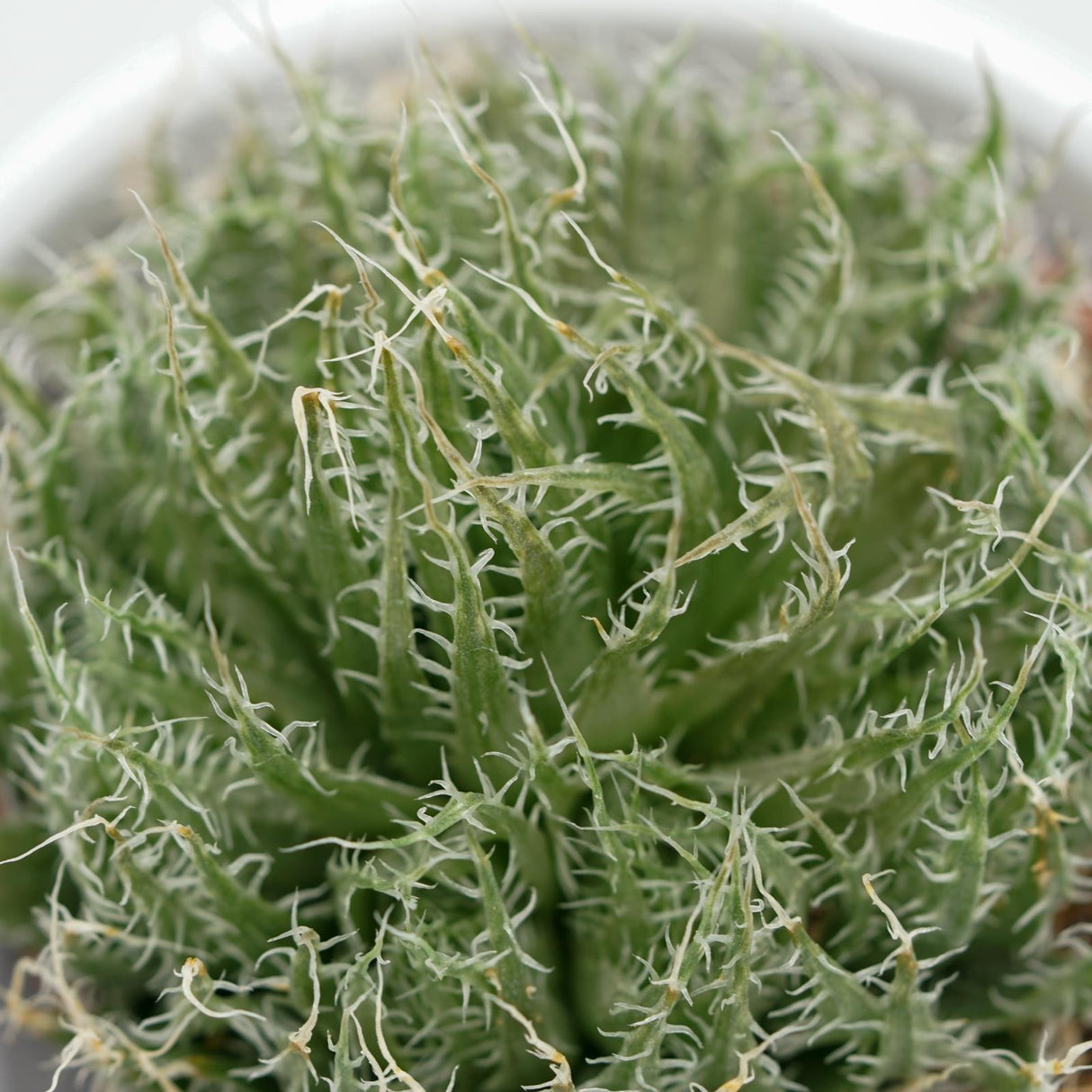 Aloe arachnoidea - 5.5cm