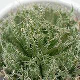 Aloe arachnoidea - 5.5cm