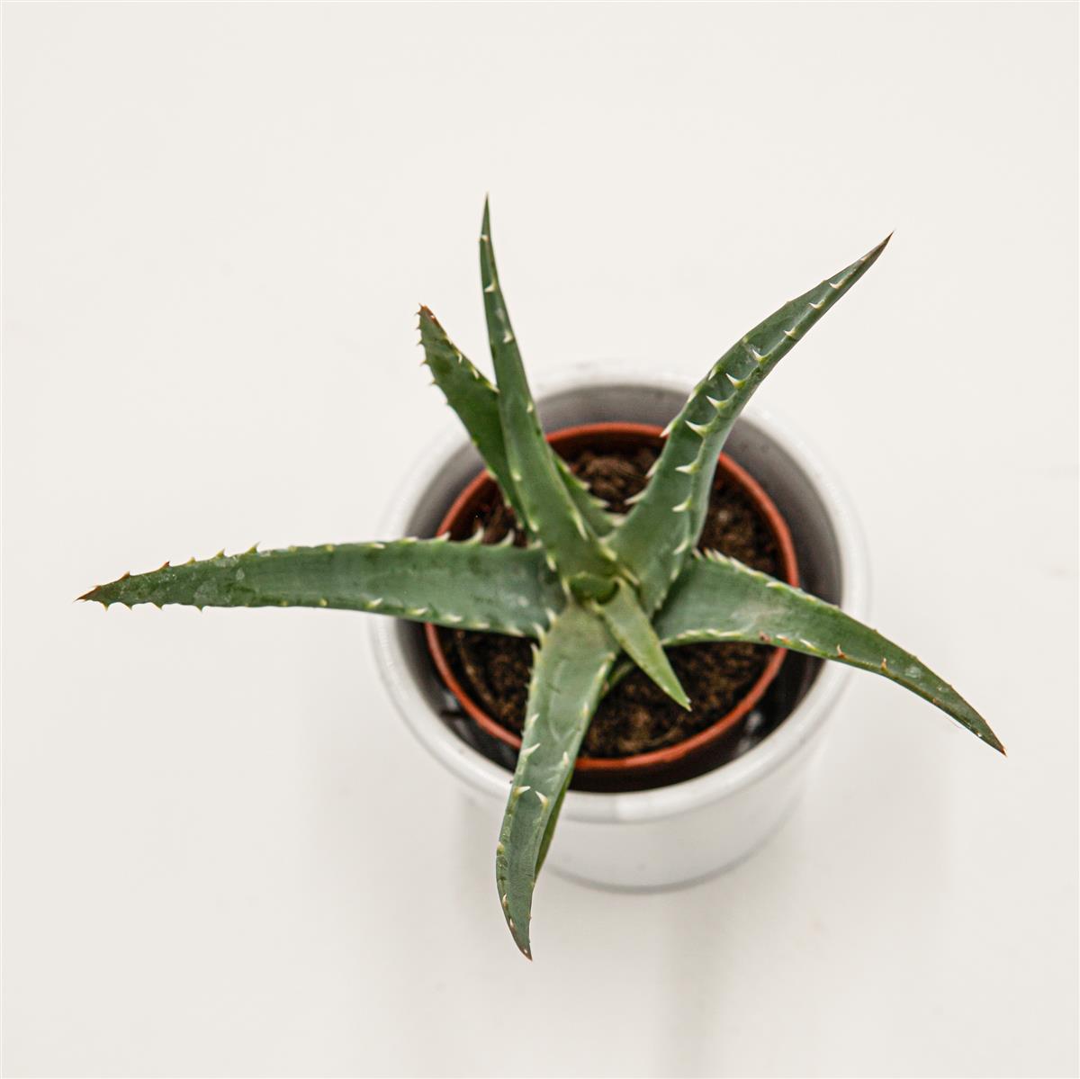Aloe arborescens - 5,5cm