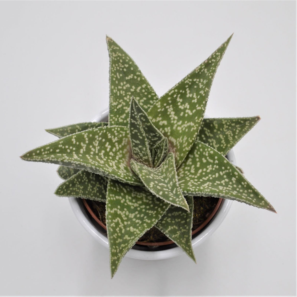 Aloe Aveo - 10,5cm