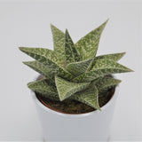 Aloe Aveo - 10.5cm