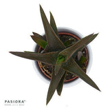 Aloe Black Gem - 6cm