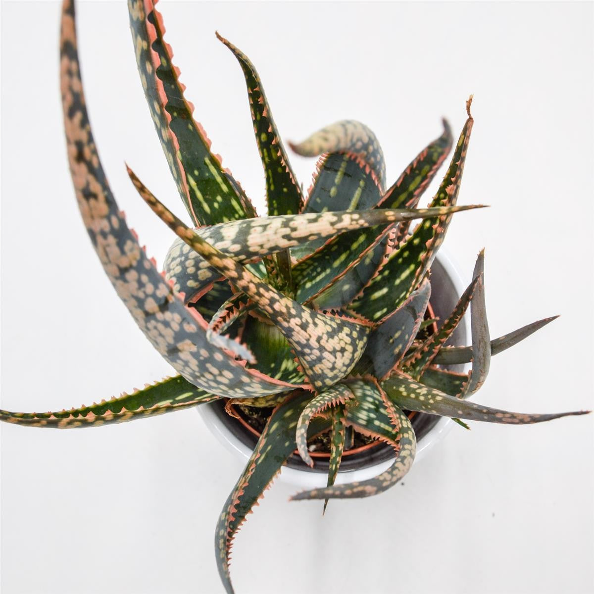 Aloe Carola - 8.5cm