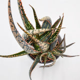 Aloe Carola - 8.5cm
