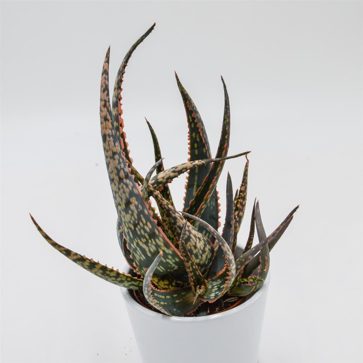Aloe Carola - 8.5cm