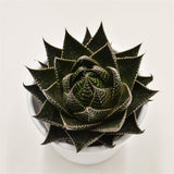 Aloe Cosmo - 8.5cm