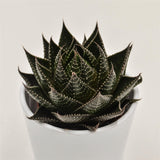 Aloe Cosmo - 8.5cm
