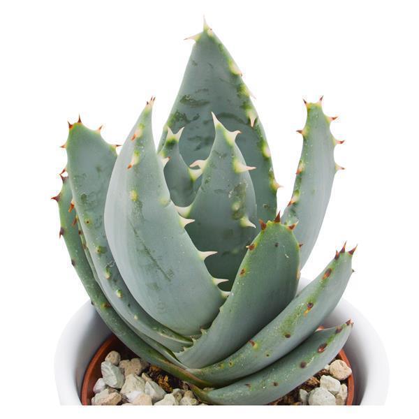 Aloe peglerae - 5.5cm