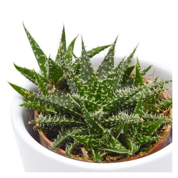 Aloe descoingsii Pepe - 5.5cm