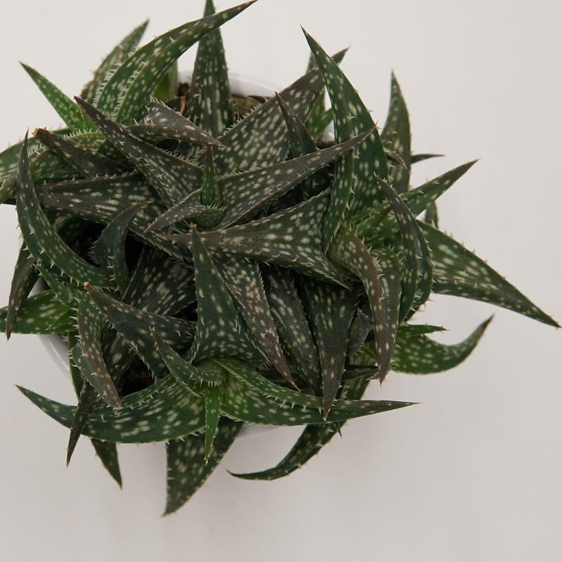 Aloe descoingsii - 6cm