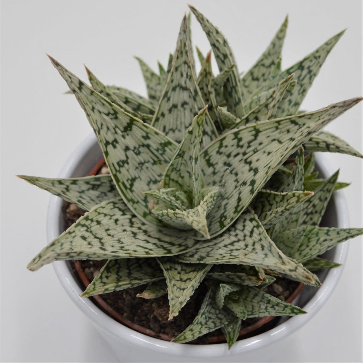 Aloe Doran Black - 10.5cm