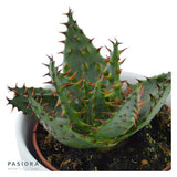Aloe ferox - 5,5cm