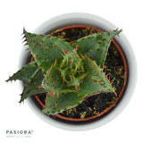 Aloe ferox - 5.5cm