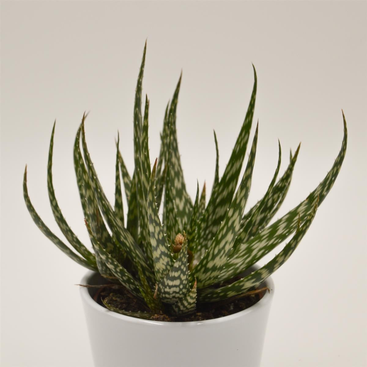 Aloe Jaco - 10.5cm