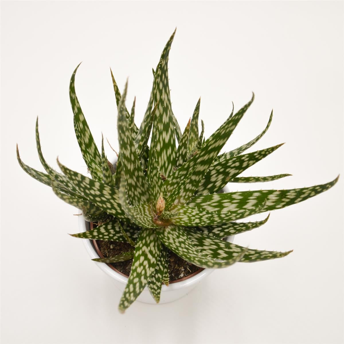 Aloe Jaco - 10.5cm