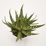 Aloe Jaco - 10.5cm