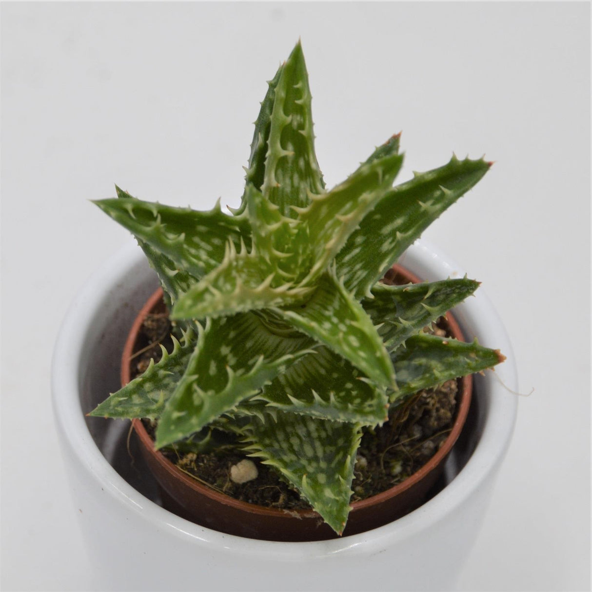 Aloe juvenna - 5.5cm