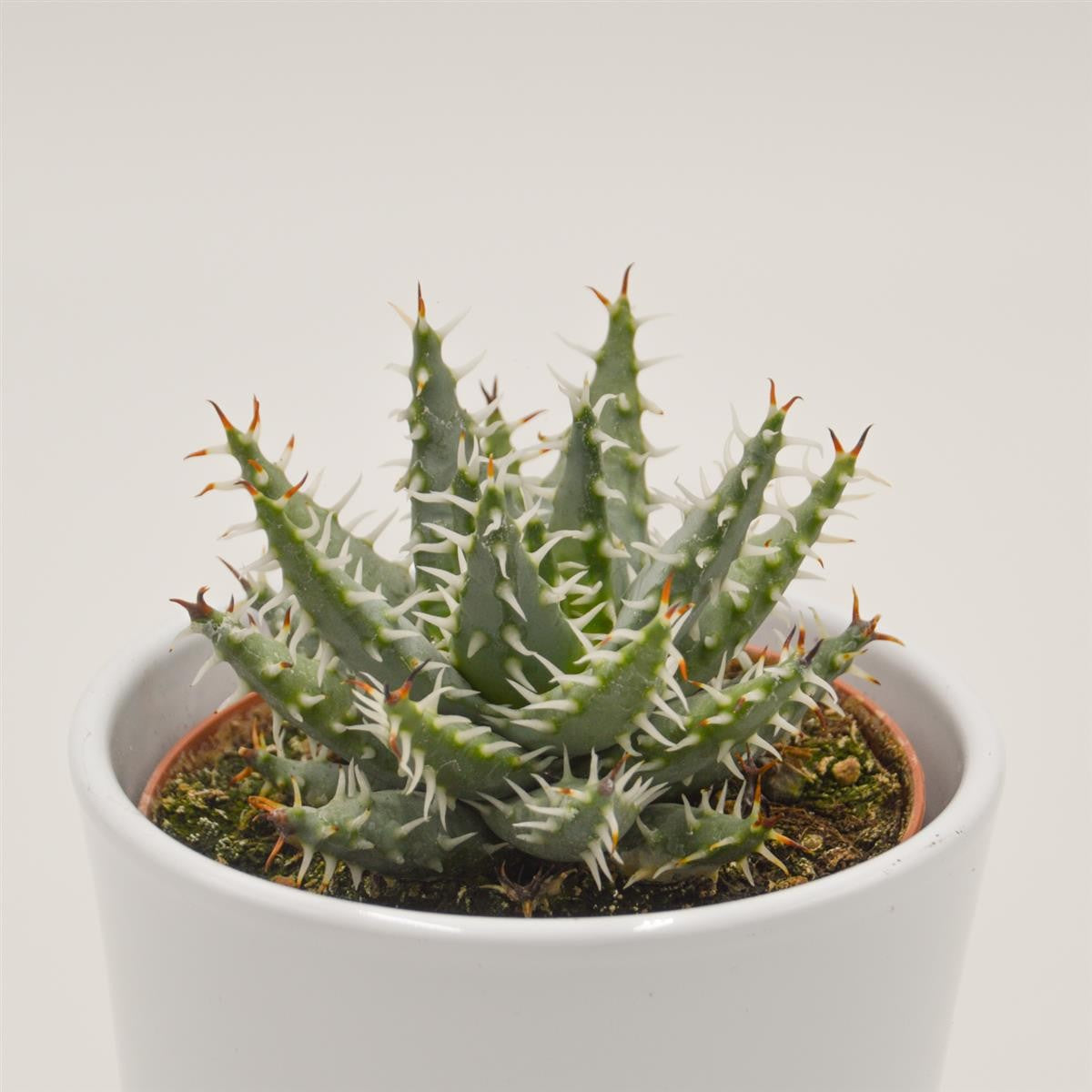 Aloe melanacantha v. erinacea - 10.5cm
