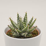 Aloe melanacantha v. erinacea - 10.5cm