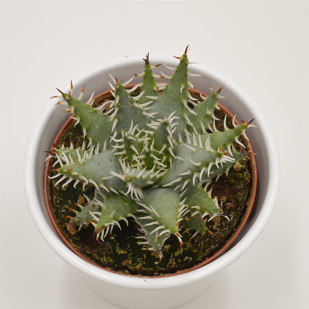 Aloe melanacantha v. erinacea - 10.5cm