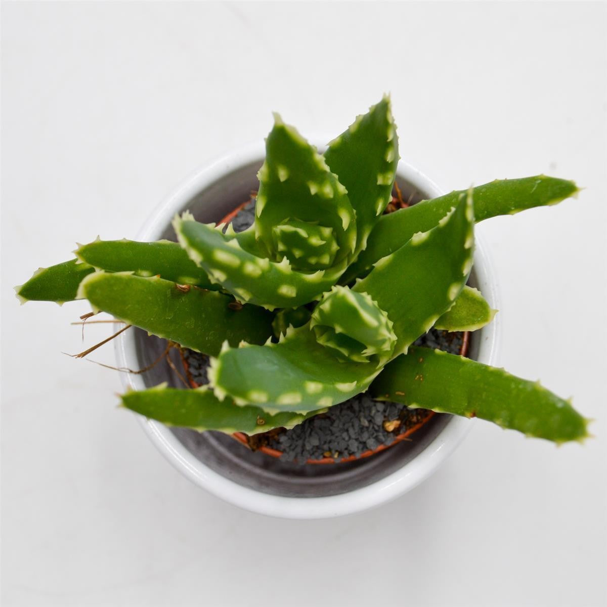 Aloe mitriformis - 5.5cm
