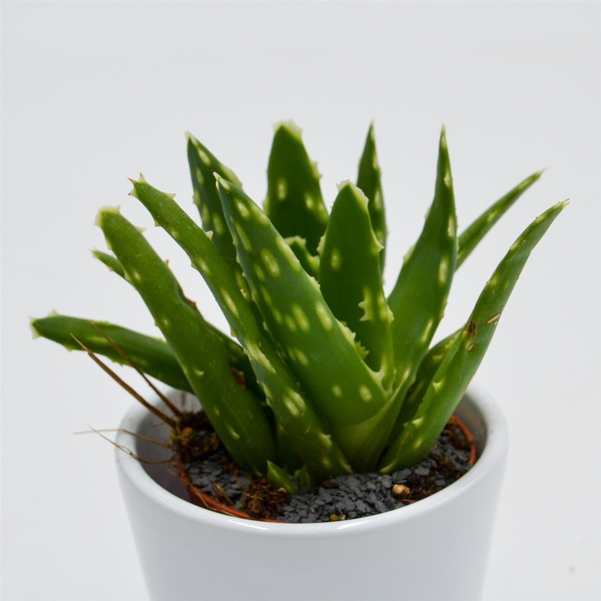 Aloe mitriformis - 5.5cm
