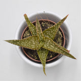Aloe contina - 5.5cm