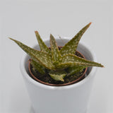 Aloe contina - 5,5cm