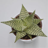 Aloe rauhii Demi - 12cm