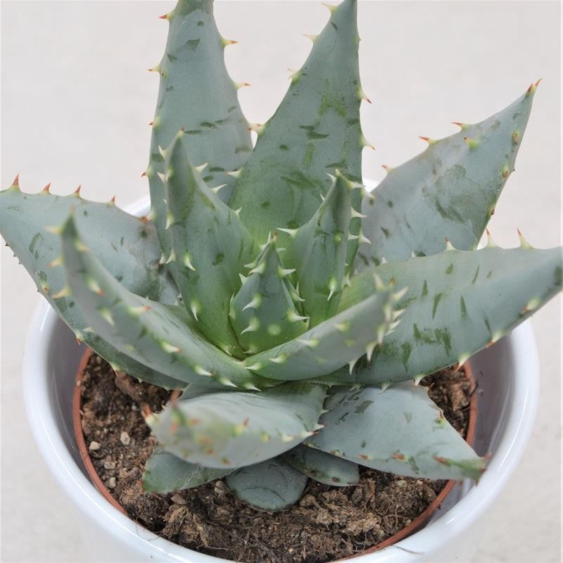 Aloe peglerae - 8.5cm
