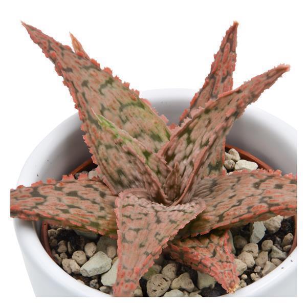 Aloe Pink Blush - 6cm