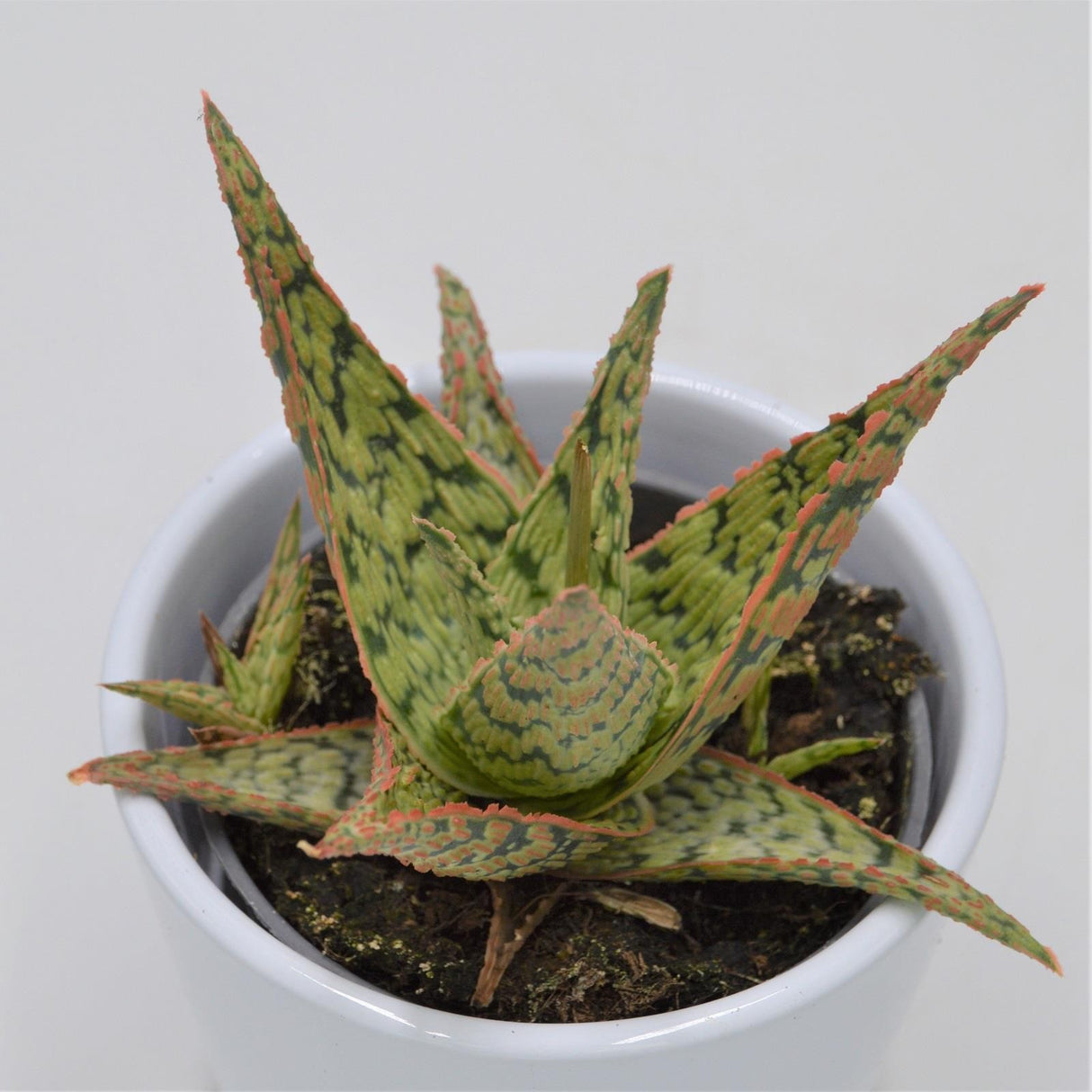 Aloe Pink Blush - 8.5cm