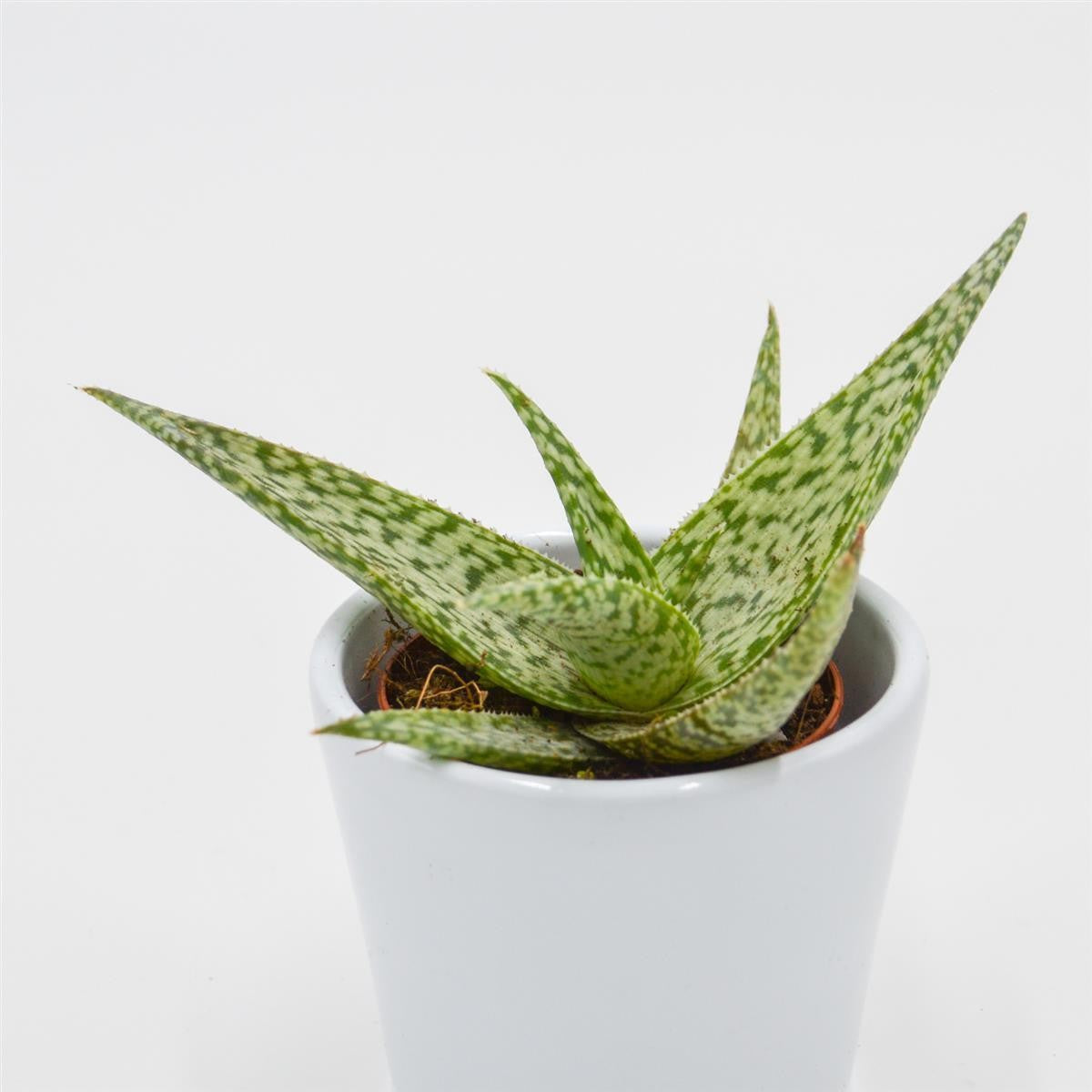 Aloe rauhii Snowflake - 5.5cm