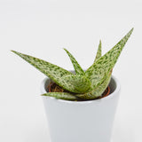 Aloe rauhii Snowflake - 5.5cm