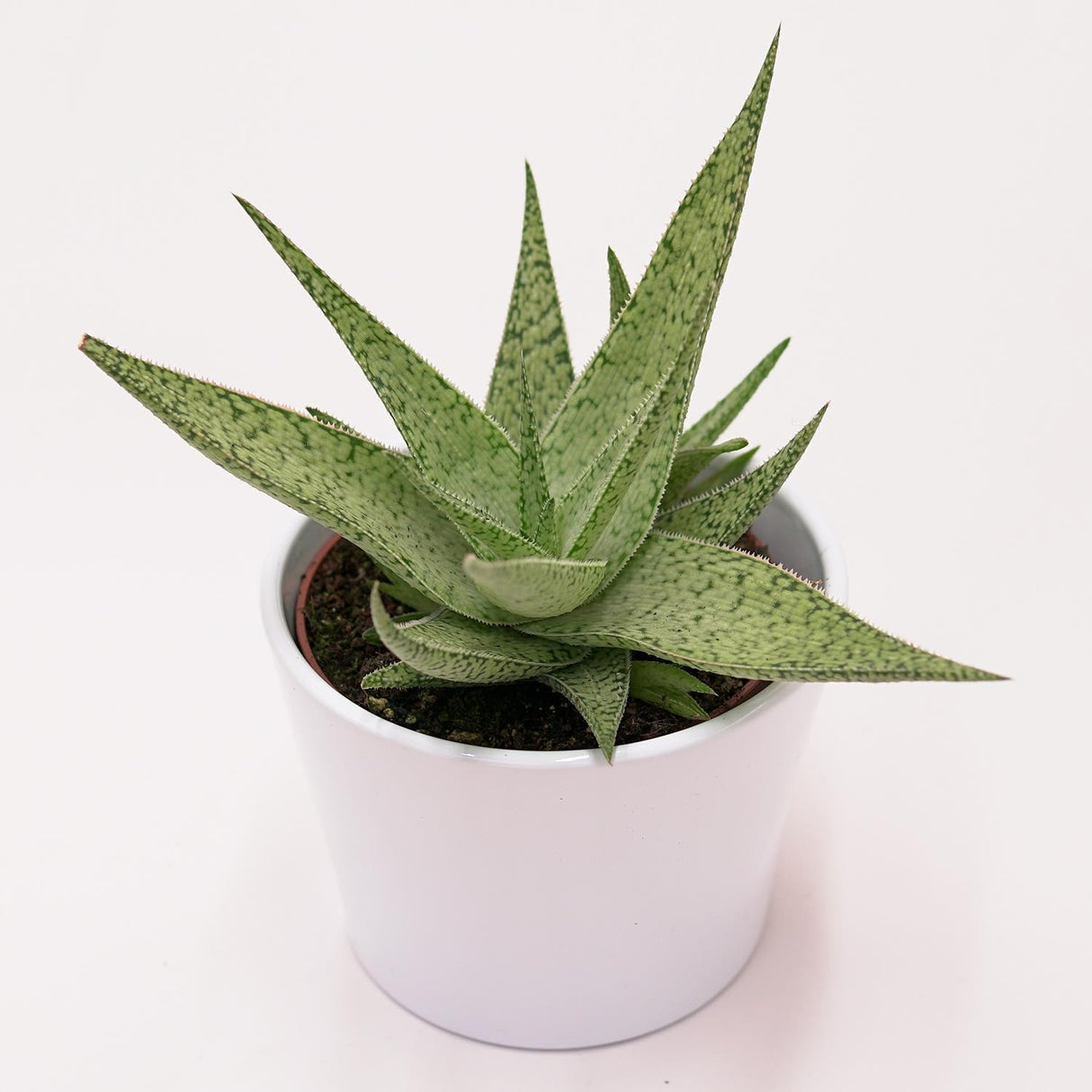 Aloe rauhii Snowflake - 10.5cm