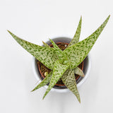 Aloe rauhii Snowflake - 5.5cm