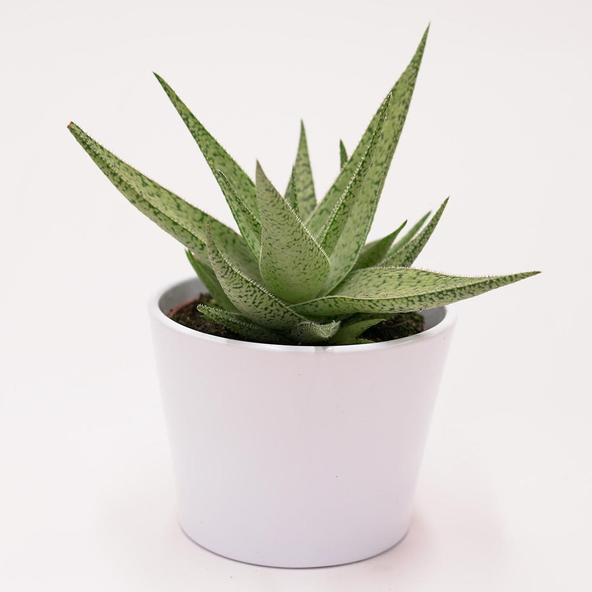 Aloe rauhii Snowflake - 10.5cm