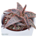 Aloe Red Shade - 6cm