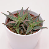 Aloe Red Shade - 10.5cm